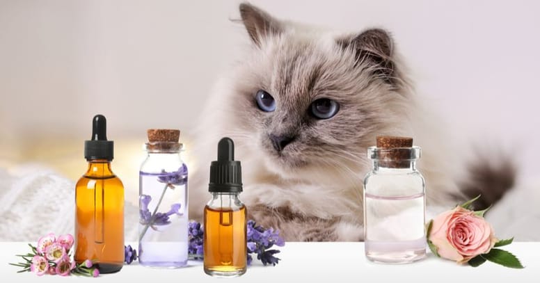 Welchen Geruch mögen Katzen nicht?